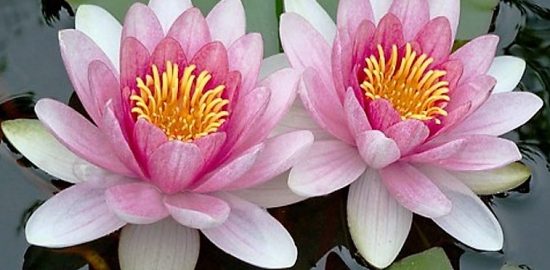 高嶺の花3