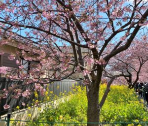 河津桜と菜の花