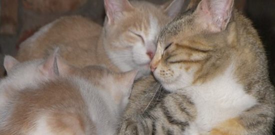 猫一緒