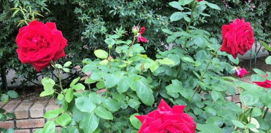 深紅のバラたち